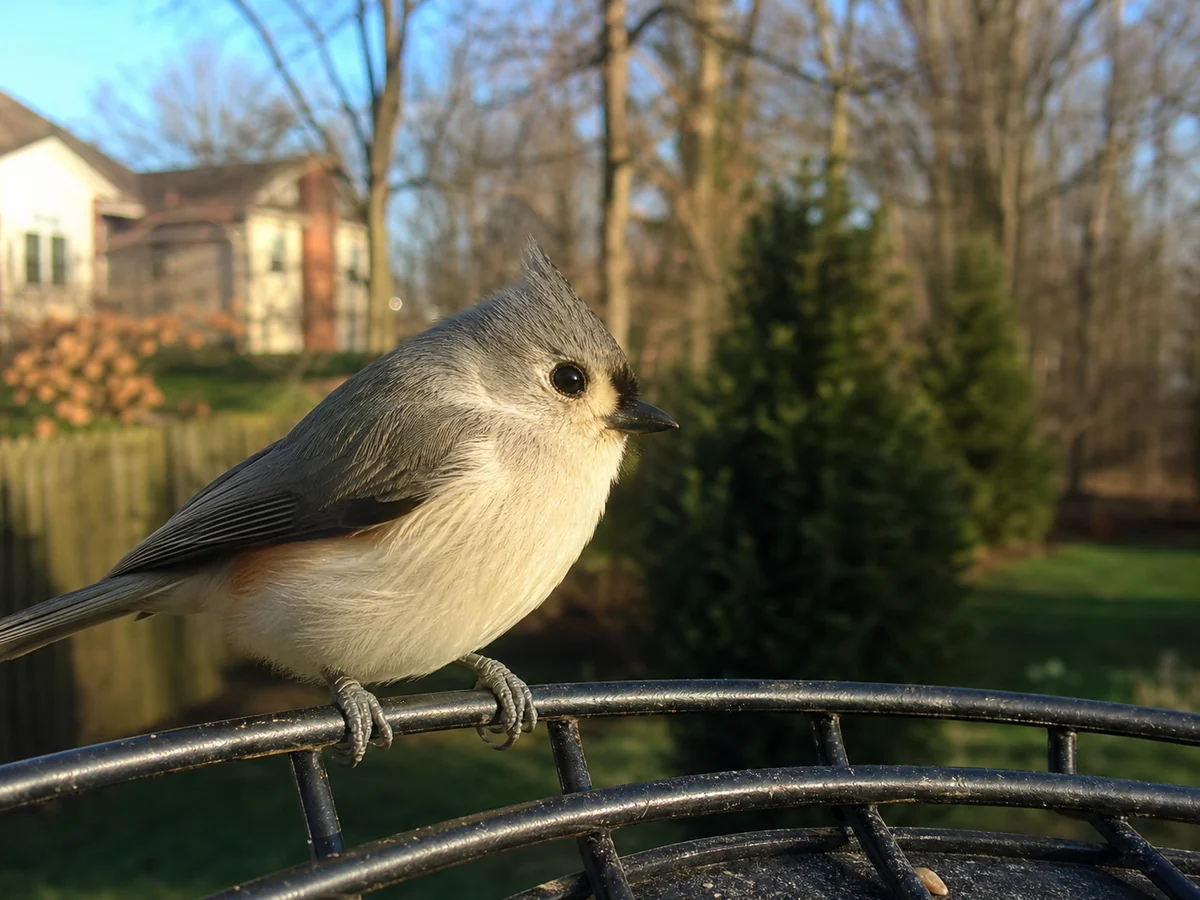 Small backyard bird perched on a feeder rail
