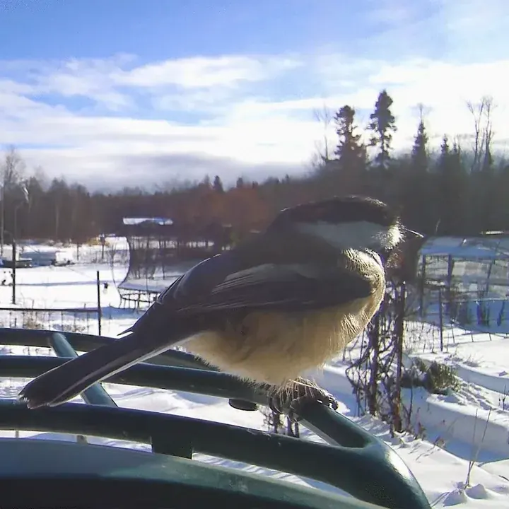 Quiet backyard bird feeder visit