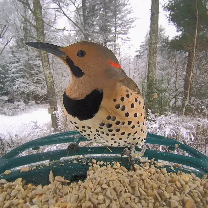 Bird feeding in a snowy backyard